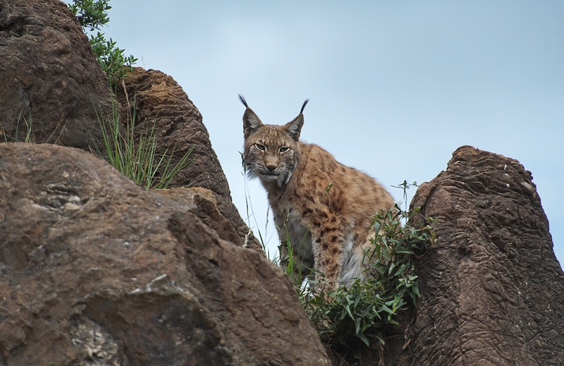 Lince en el parque de Cabárceno - Iberian lynx, Spanish Lynx (Lynx pardinus).jpg