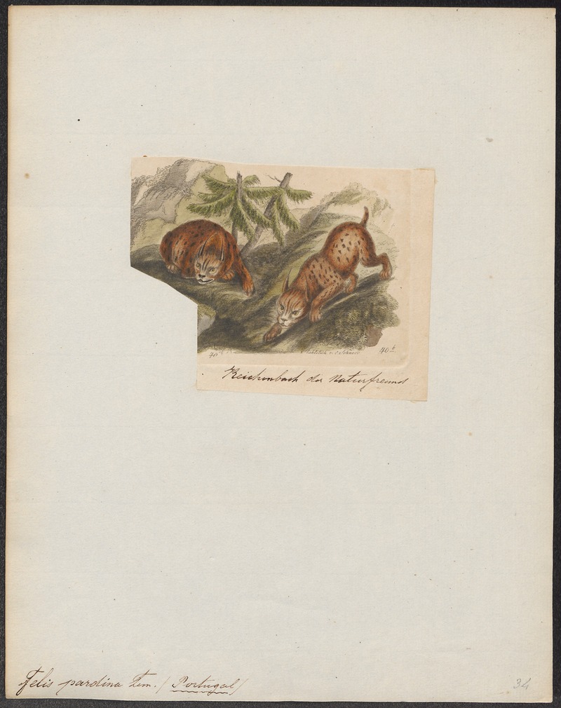 Felis pardina - 1834 - Print - Iconographia Zoologica - Special Collections University of Amsterdam - UBA01 IZ22100348.jpg