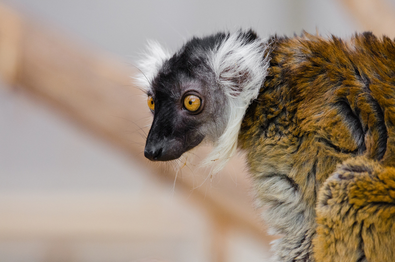 Lemur (30325393213) - Sanford's brown lemur (Eulemur sanfordi).jpg
