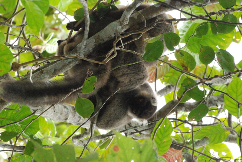 Sanford's lemur, male 02.JPG