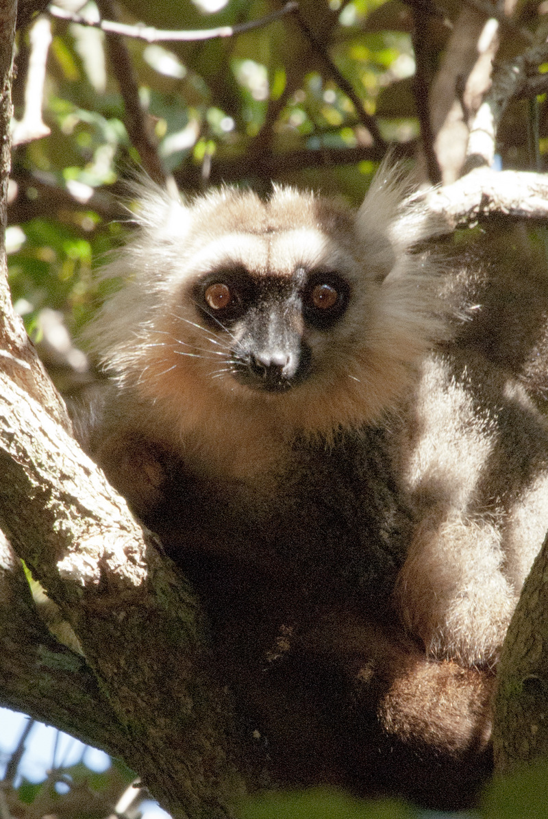 Sanford's lemur, male 03.jpg