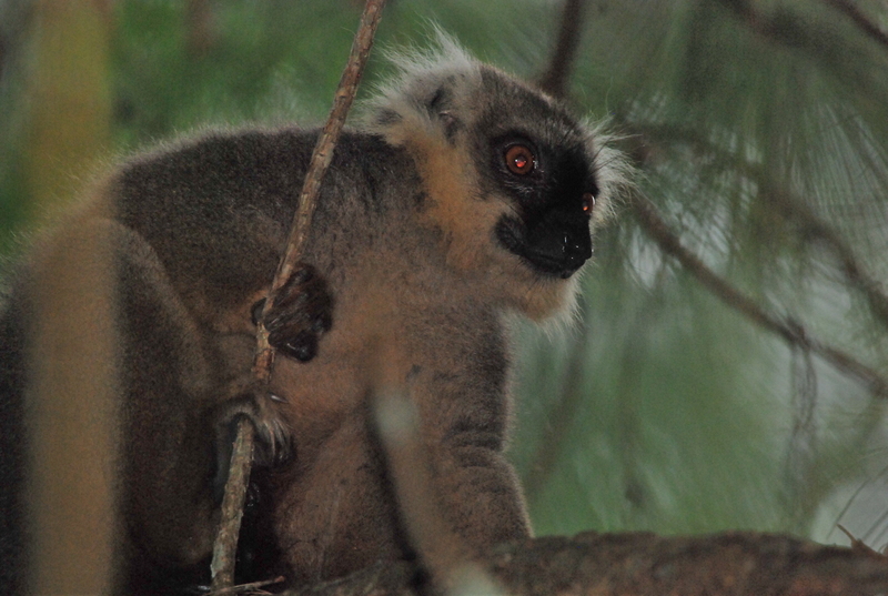 Sanford's lemur, male.JPG