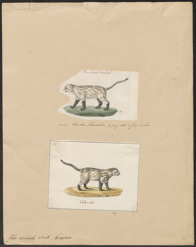 Felis colocolo - 1700-1880 - Print - Iconographia Zoologica - Special Collections University of Amsterdam - UBA01 IZ22100127.jpg