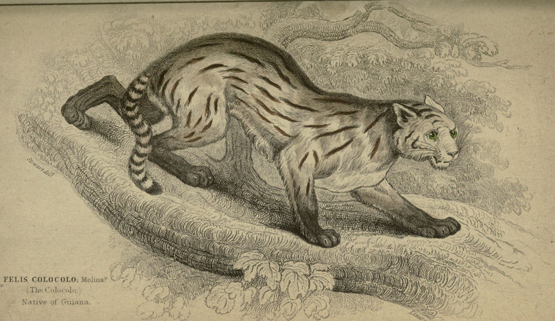 Lions, tigers, &c., &c (Plate XXVI) (6505581153).jpg