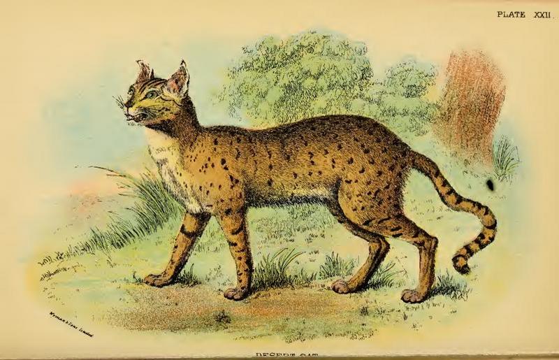 Lydekker - Desert Cat.JPG