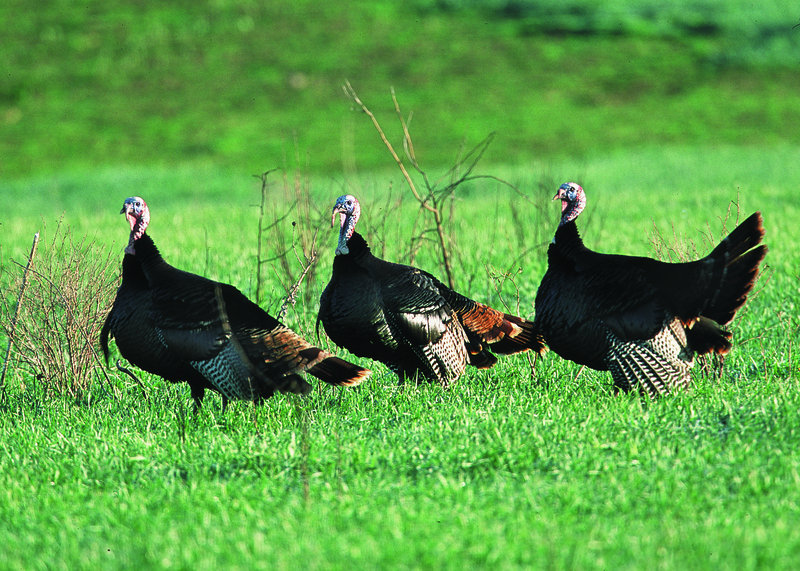 NRCSKS02043 - Kansas (4267)(NRCS Photo Gallery) - wild turkey (Meleagris gallopavo).jpg