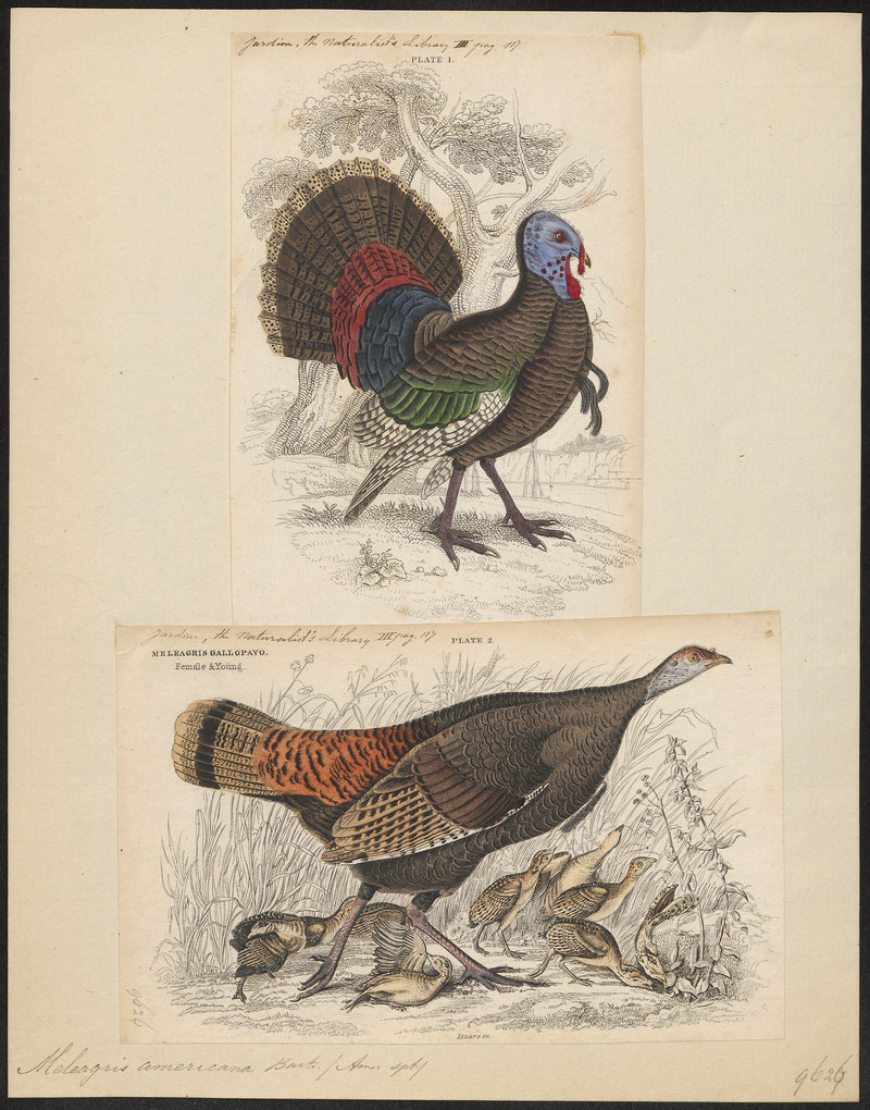 Meleagris americana - 1700-1880 - Print - Iconographia Zoologica - Special Collections University of Amsterdam - UBA01 IZ16900298.jpg