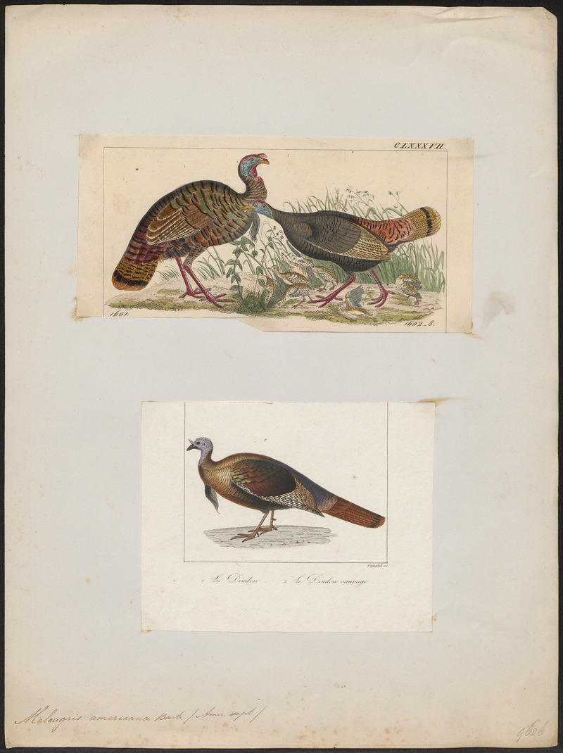 Meleagris americana - 1700-1880 - Print - Iconographia Zoologica - Special Collections University of Amsterdam - UBA01 IZ16900300.jpg