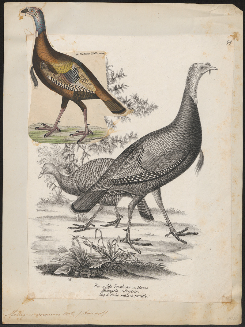 Meleagris americana - 1809-1845 - Print - Iconographia Zoologica - Special Collections University of Amsterdam - UBA01 IZ16900296.jpg