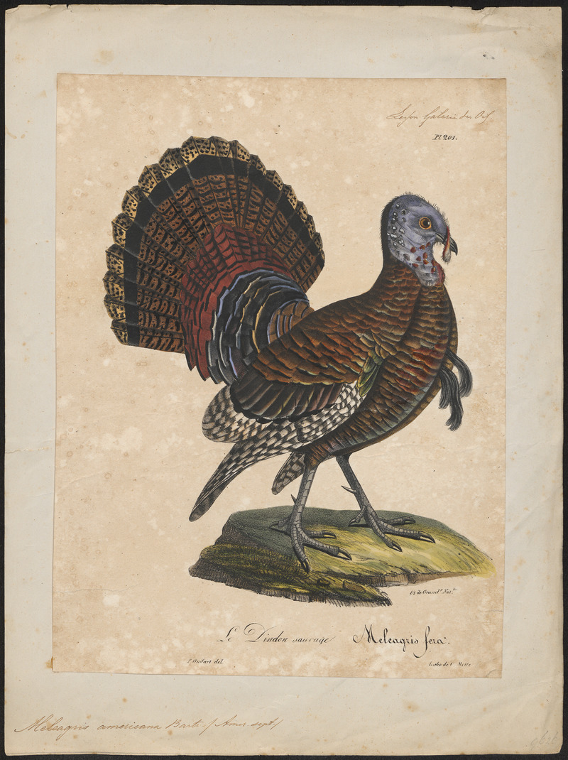 Meleagris americana - 1825-1834 - Print - Iconographia Zoologica - Special Collections University of Amsterdam - UBA01 IZ16900294.jpg