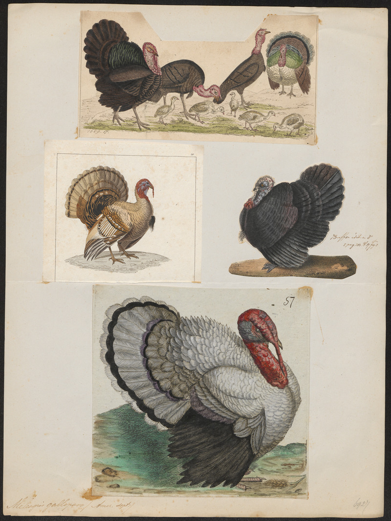 Meleagris gallopavo - 1700-1880 - Print - Iconographia Zoologica - Special Collections University of Amsterdam - UBA01 IZ16900302.jpg