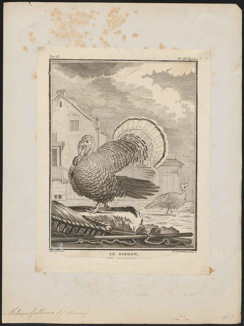 Meleagris gallopavo - 1700-1880 - Print - Iconographia Zoologica - Special Collections University of Amsterdam - UBA01 IZ16900308.jpg