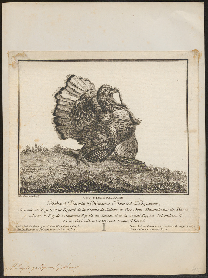 Meleagris gallopavo - 1767 - Print - Iconographia Zoologica - Special Collections University of Amsterdam - UBA01 IZ16900310.jpg