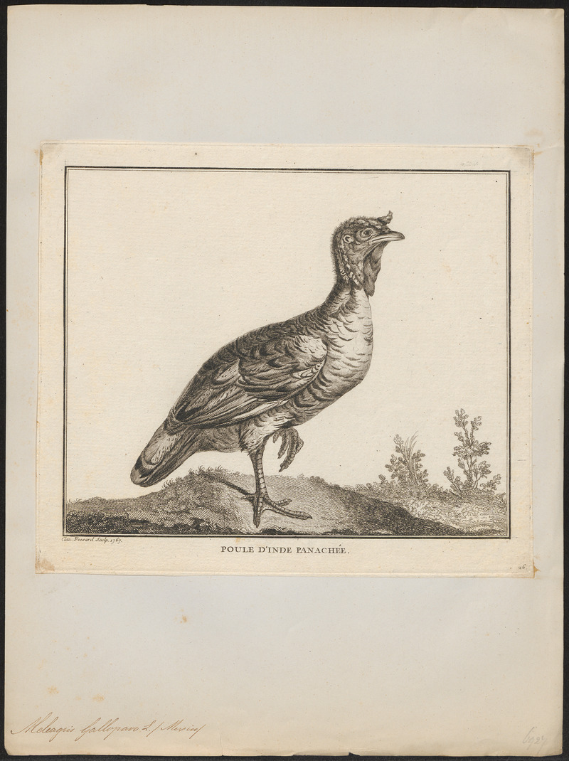 Meleagris gallopavo - 1767 - Print - Iconographia Zoologica - Special Collections University of Amsterdam - UBA01 IZ16900312.jpg