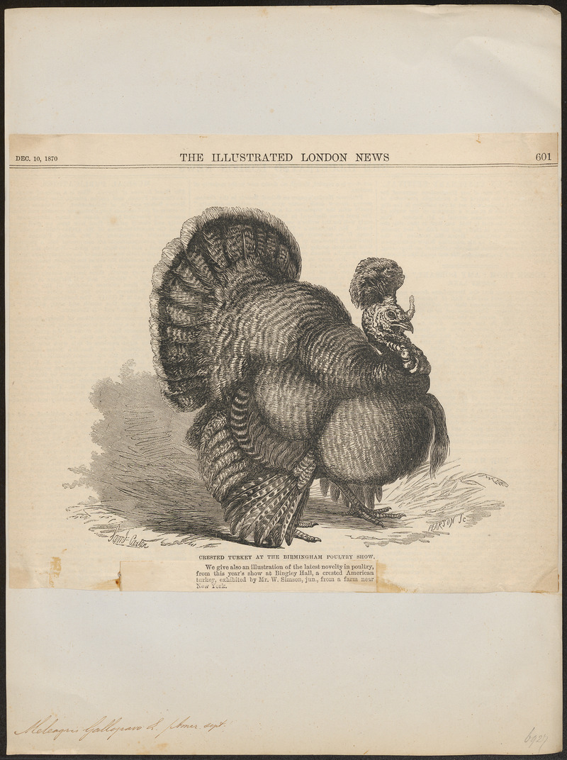 Meleagris gallopavo - 1870 - Print - Iconographia Zoologica - Special Collections University of Amsterdam - UBA01 IZ16900306.jpg