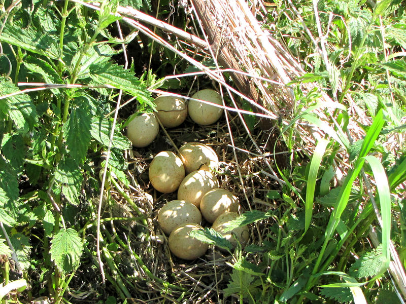 Wild Turkey nest and eggs.jpg