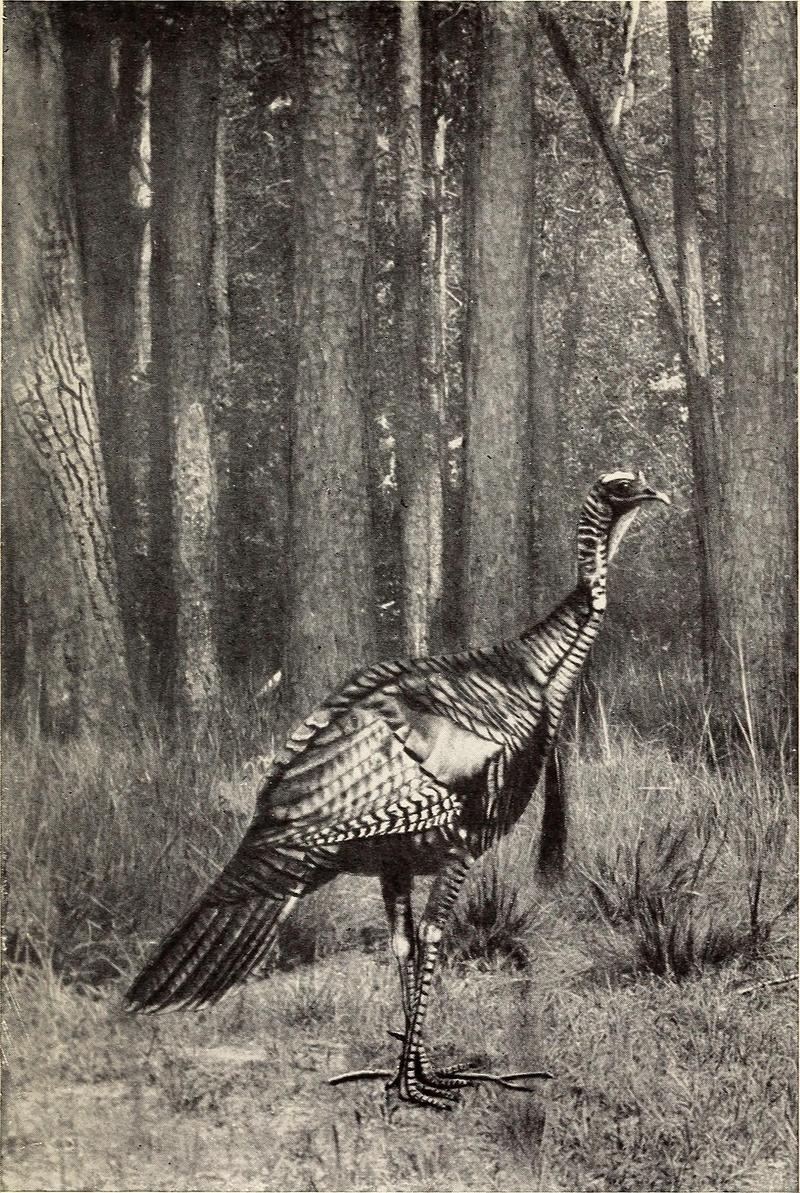 The wild turkey and its hunting (1914) (14592189419).jpg