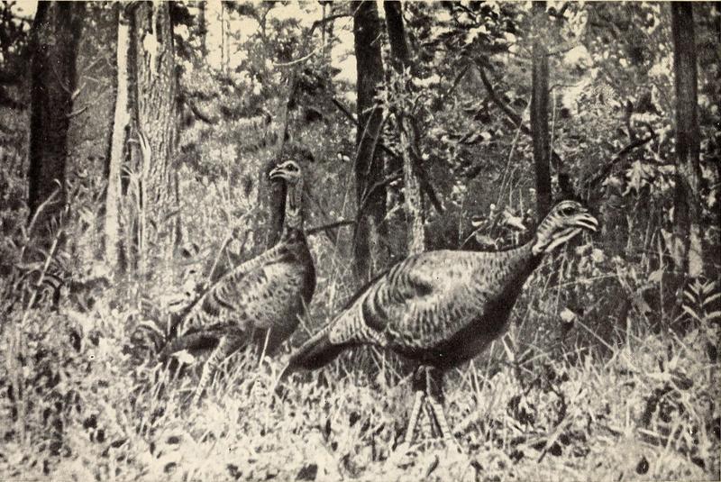 The wild turkey and its hunting (1914) (14778868485).jpg