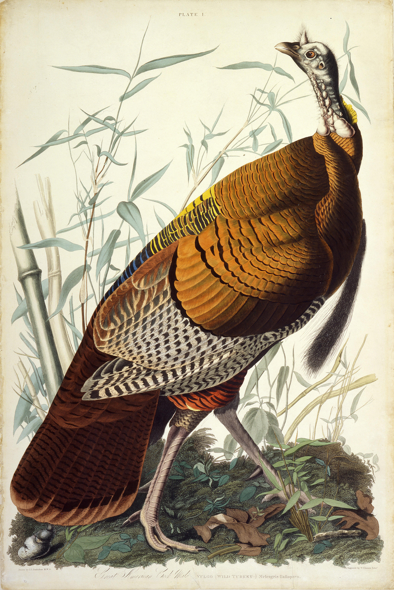 John James Audubon - Great American Cock (Wild Turkey).jpg