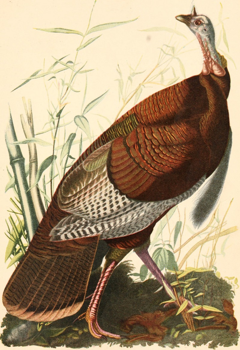 Audubon, the naturalist; a history of his life and time ((c1917)) (20349285475).jpg