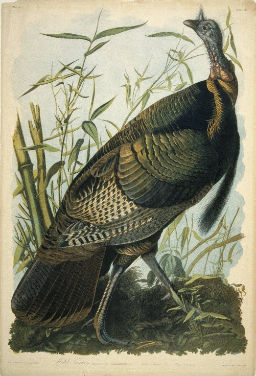 Brooklyn Museum - Wild Turkey - John J. Audubon.jpg