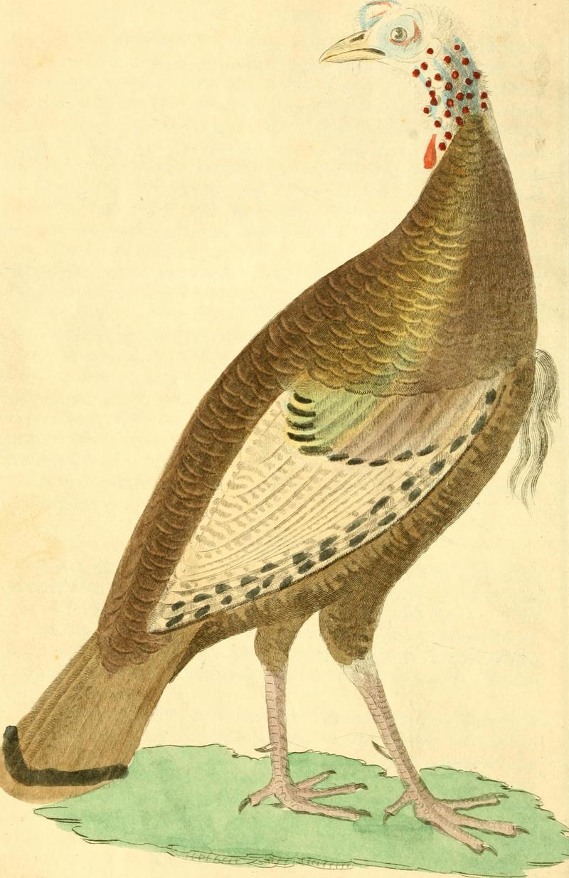 A natural history of birds, fishes, reptiles, and insects (1845) (14770583353).jpg