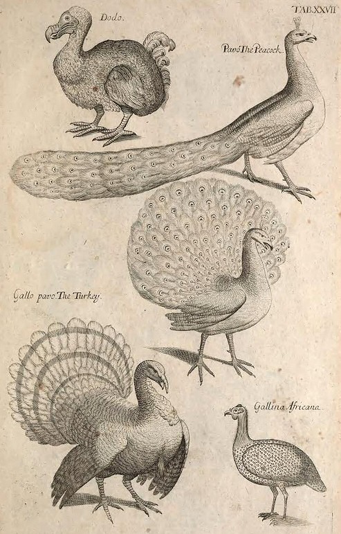 Dodo, Peacock, Turkey, Guineafowl - Willughby's Ornithology 1678.jpg