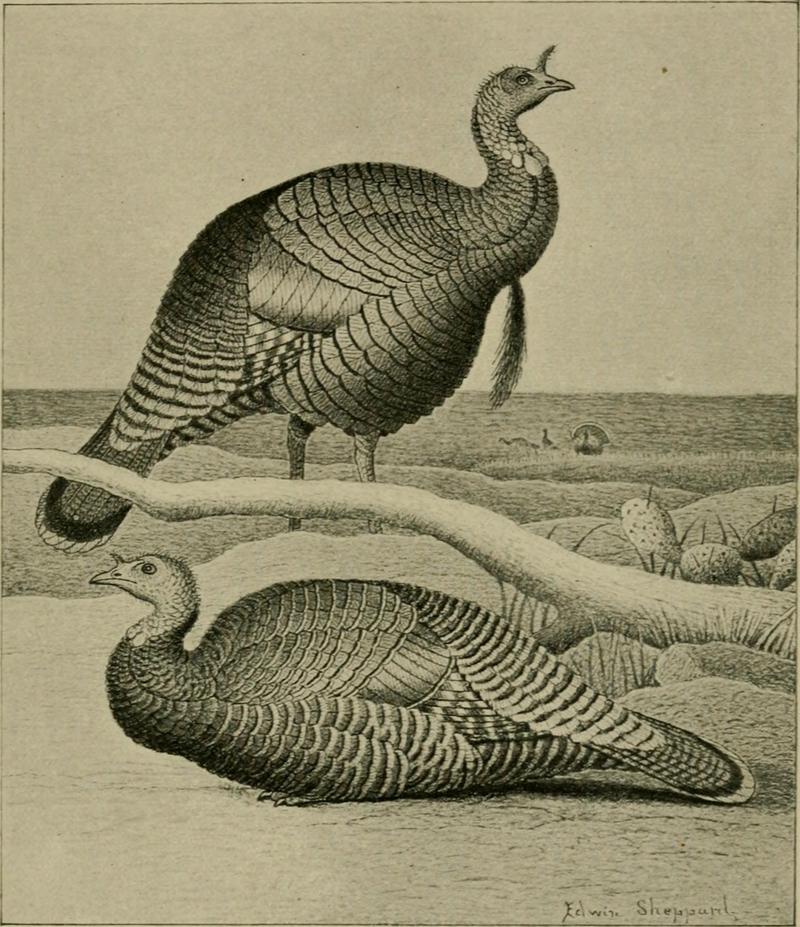 The gallinaceous game birds of North America, including the partridges, grouse, ptarmigan, and wild turkeys (1897) (14565390578).jpg