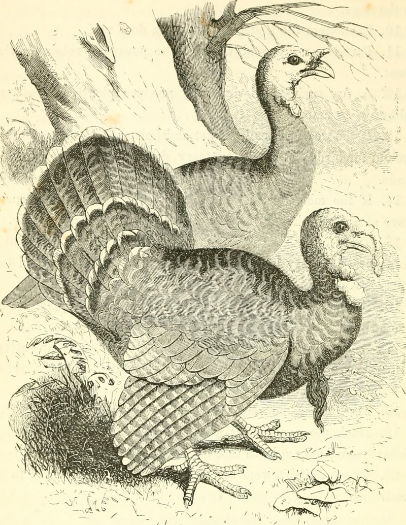 The American sportsman- containing hints to sportsmen, notes on shooting, and the habits of the game birds and wild fowl of America (1857) (14755332965).jpg