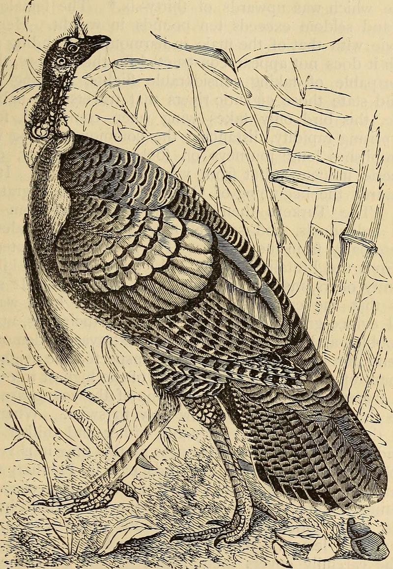 Reptiles and birds. A popular account of the various orders; with a description of the habits and economy of the most interesting. (1873) (14769544703).jpg