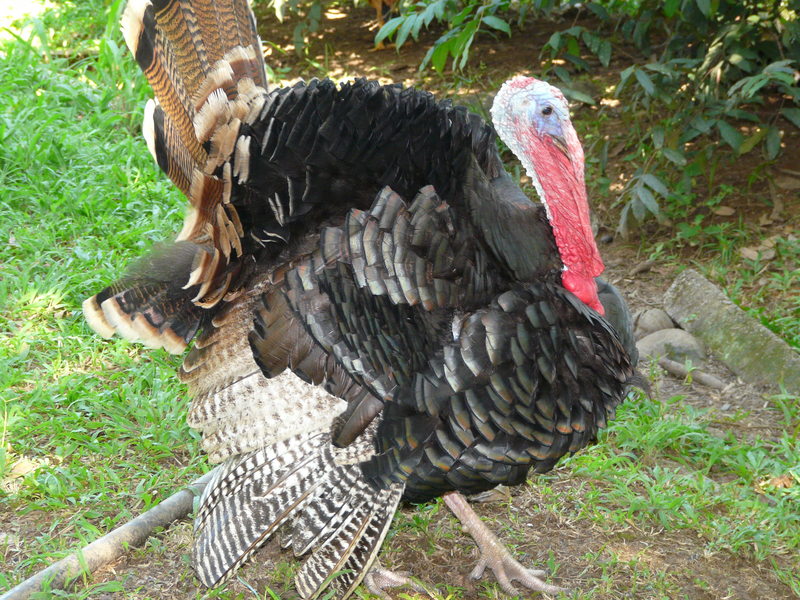 Flickr - megavas - pisco - domesticated turkey (Meleagris gallopavo).jpg