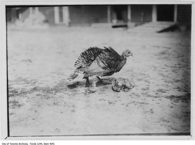 A turkey with 15 chicks at Wychwood.jpg