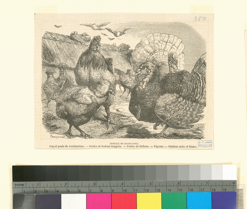 Animaux de basse-cour - coq et poule de Cochinechine, poules de Padoue huppées, poules de Balham, pigeons, dindons noirs et blancs (NYPL b14504919-1147698).jpg