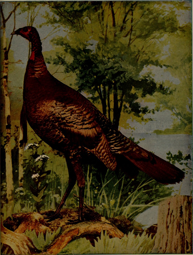 Alabama bird day book (1915) (14748865901).jpg