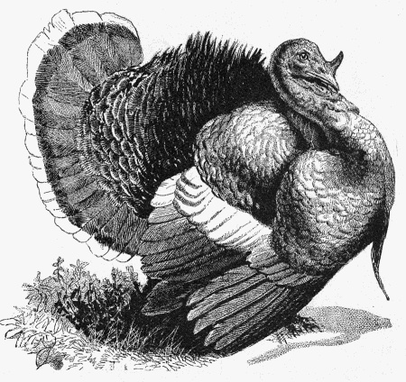 Male Turkey Drawing.jpg