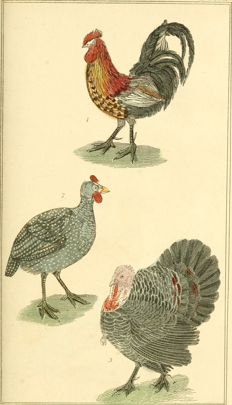 The animal kingdom, arranged according to its organization, serving as a foundation for the natural history of animals - and an introduction to comparative anatomy (1834) (17576753423).jpg