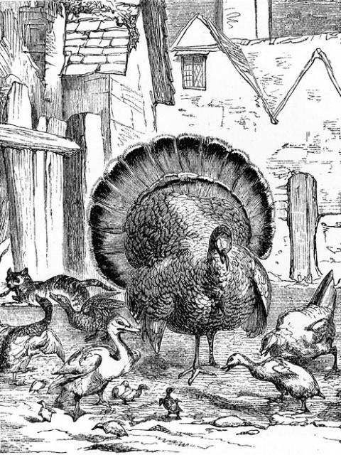 Turkey in Barnyard Drawing.jpg