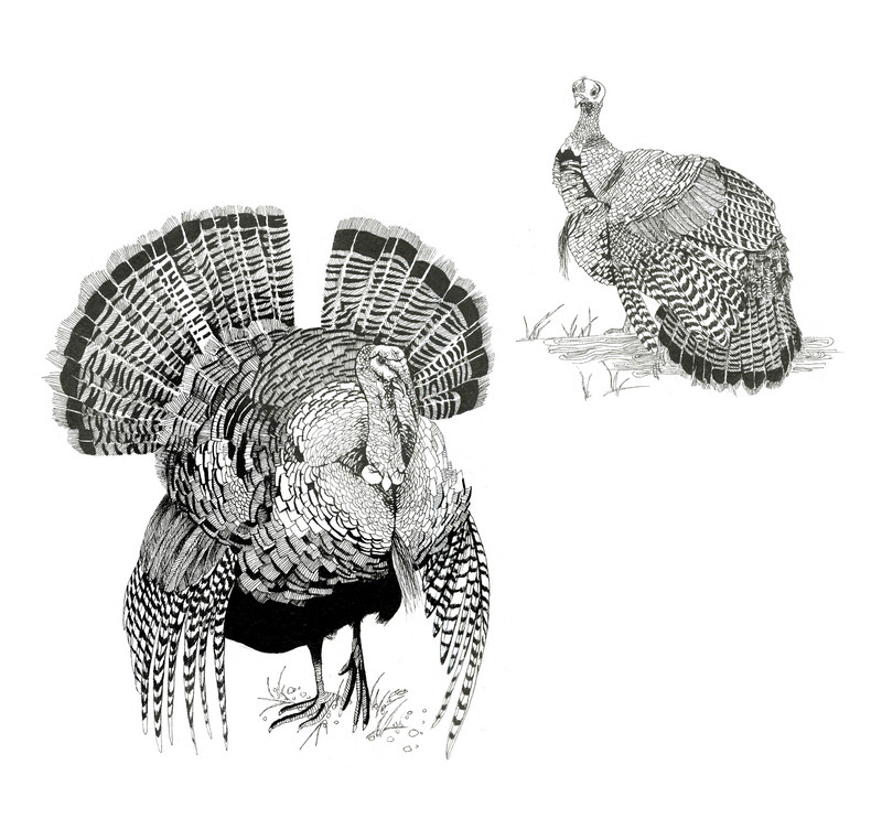Turkeys - Maya Poluneeva.jpg