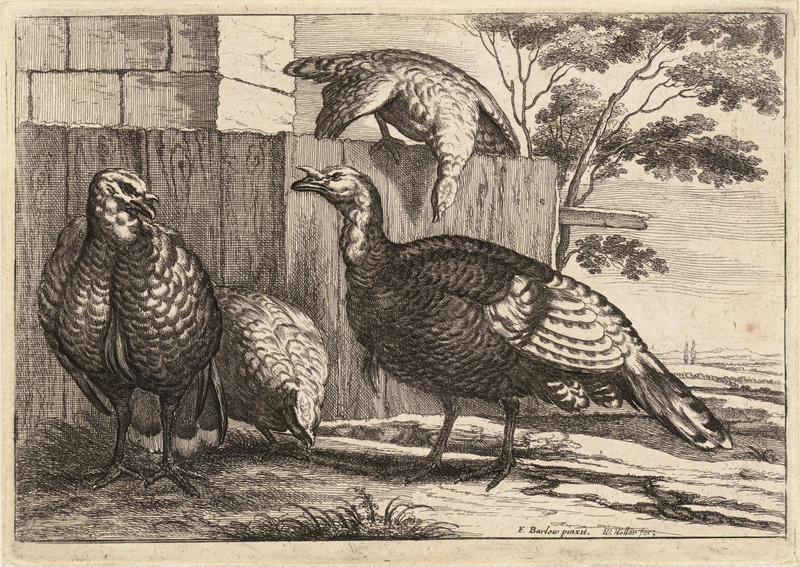 Wenceslas Hollar - Four turkeys (State 2).jpg