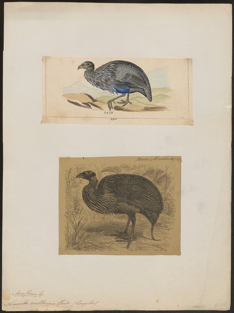 Numida vulturina - 1700-1880 - Print - Iconographia Zoologica - Special Collections University of Amsterdam - UBA01 IZ16900318.jpg