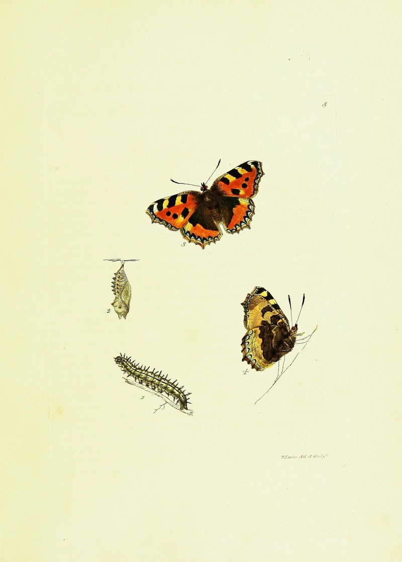 The papilios of Great Britain (9689068158).jpg
