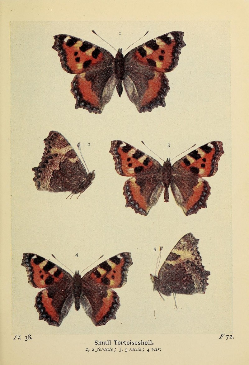 The butterflies of the British Isles (Pl. 38) (6779575540).jpg