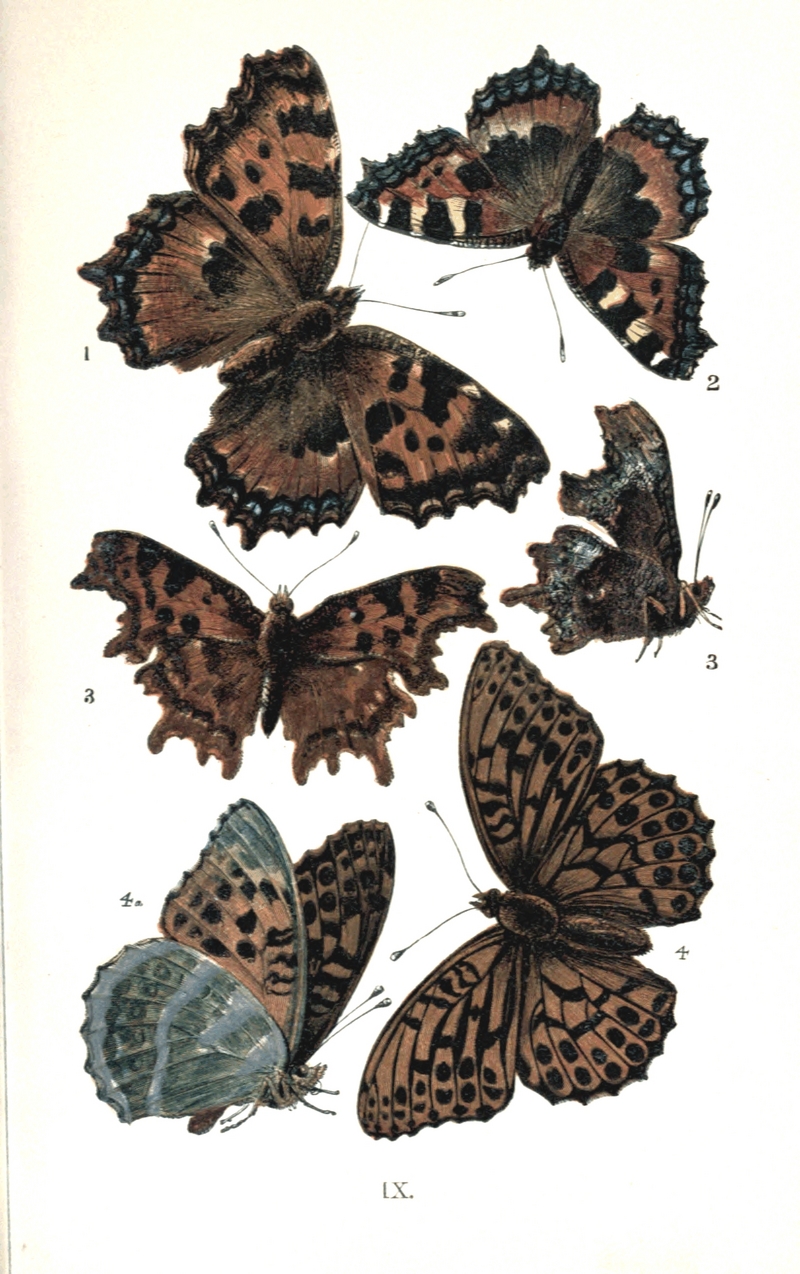 Colemans British Butterflies Plate IX.png