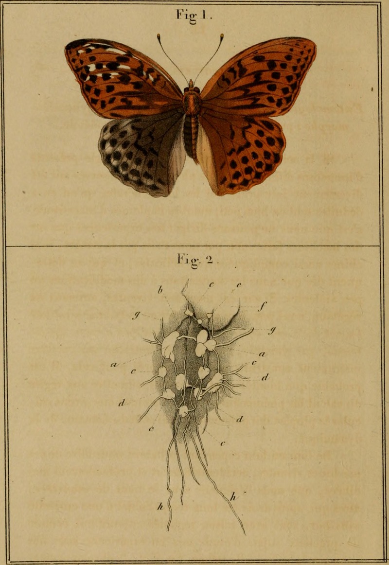 Bulletin de l'Académie Royale des Sciences, des Lettres et des Beaux-Arts de Belgique (1838) (20421882622).jpg