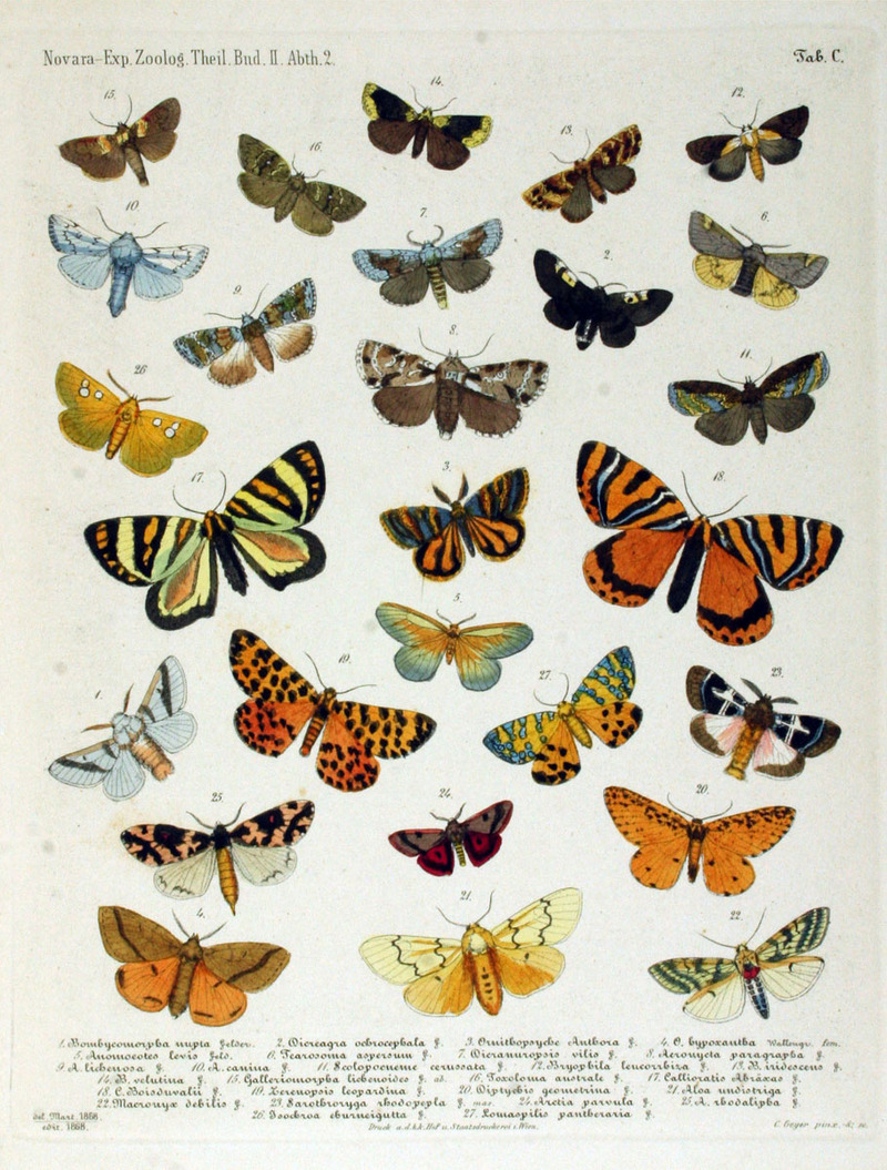 Novara.Exp.Zoologische.The.il.Lepidoptera.Atlas.Taf100.jpg