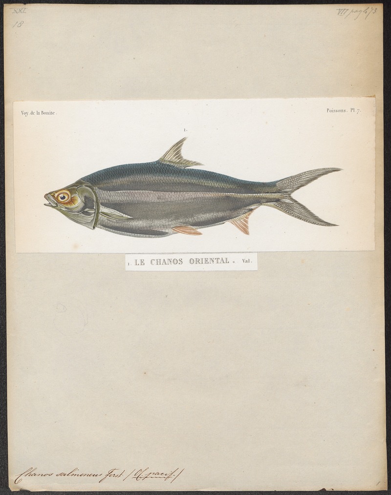 Chanos salmoneus - 1841-1852 - Print - Iconographia Zoologica - Special Collections University of Amsterdam - UBA01 IZ15100093.jpg