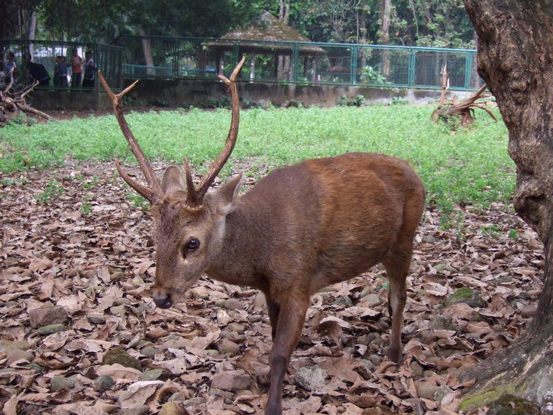 Adult male Bawean deer Axis kuhlii - Bawean hog deer (Hyelaphus kuhlii).JPG
