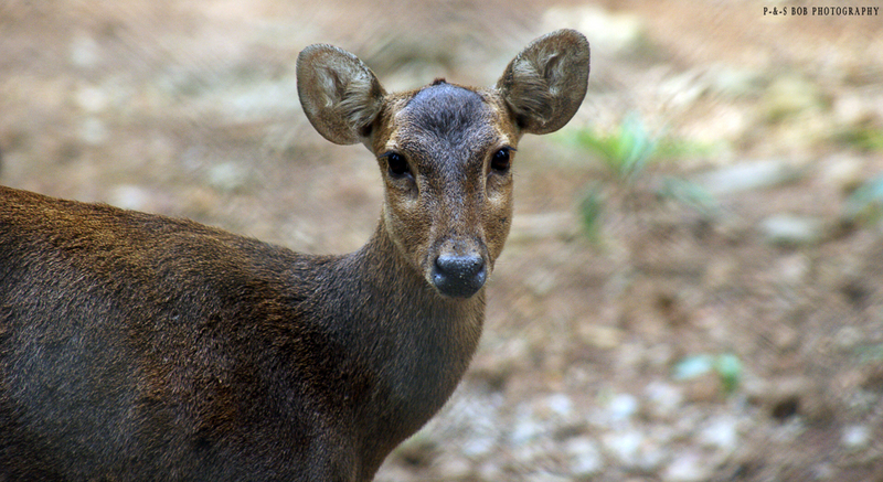 Bawean Deer (Axis kuhlii).jpg