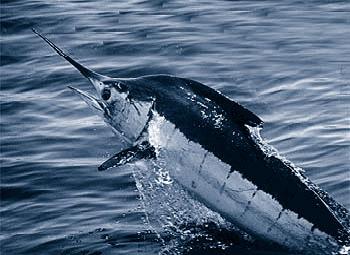 Atlantic blue marlin - Atlantic blue marlin (Makaira nigricans).jpg