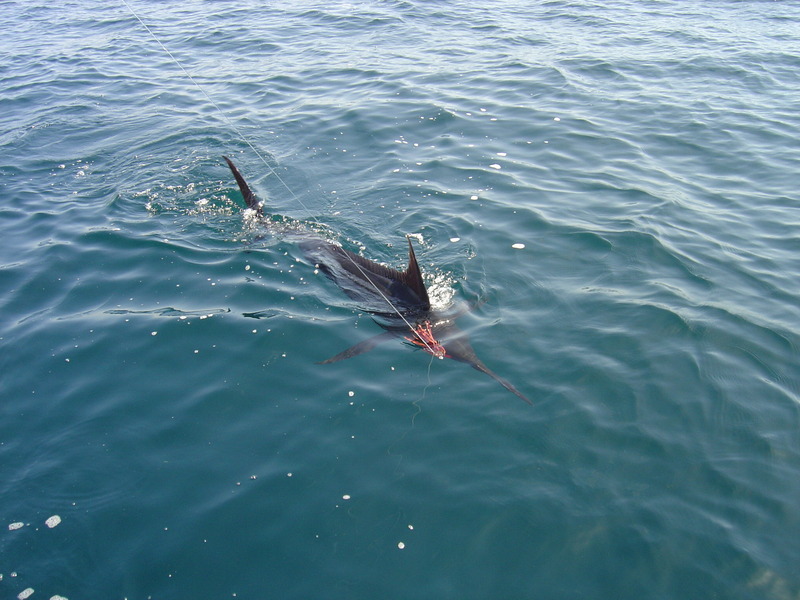 Blue.Marlin - Atlantic blue marlin (Makaira nigricans).JPG